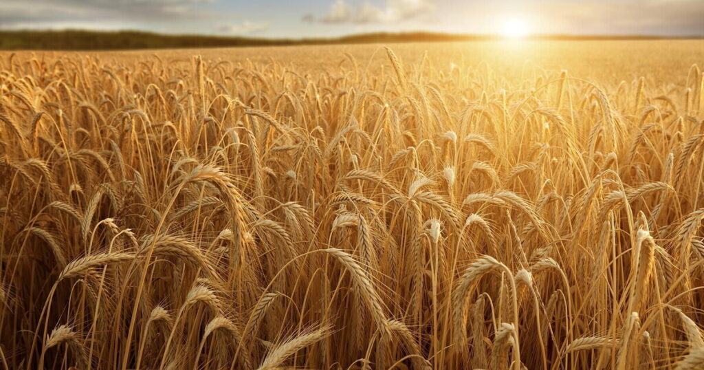 Prezzi: dal grano al pane aumenta per 13 volte