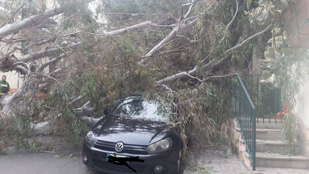 Rimozione alberi pericolanti via Ribezzo