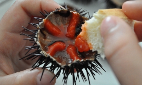 Lavoro, Coldiretti Puglia: “Rivedere fermo Ricci di mare, senza reddito 200 pescatori subacquei”