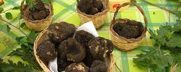 Tartufo nuovo oro di Puglia: 7 aree e 58 località vocate, un potenziale enorme