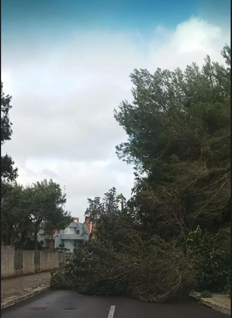 Lecce, un albero ad alto fusto cade