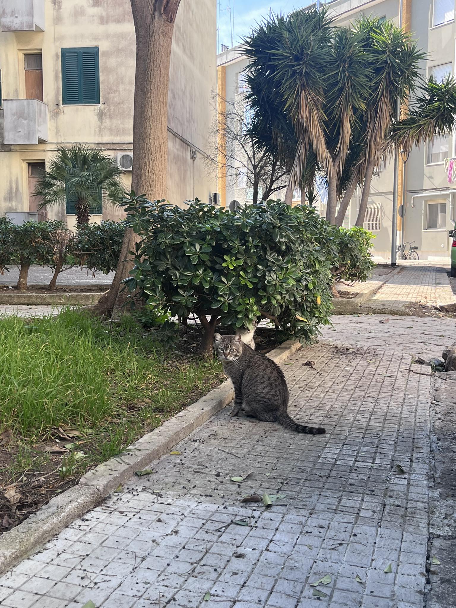 Kiron Lecce adotta una colonia felina: è il primo a rispondere all’avviso pubblico del Comune