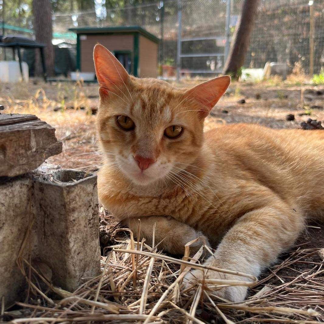 Gatti non censiti: il Comune avvia il servizio di cattura per la sterilizzazione