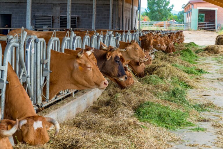 Stalle, sos alimentazione animali. Coldiretti: “Foraggio in fumo per siccità e gelate”