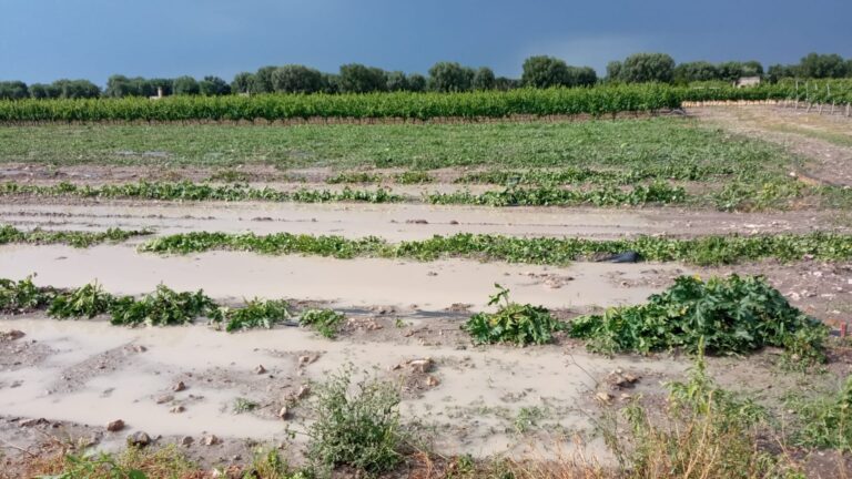 Bankitalia, Coldiretti: Calano occupati in agricoltura (-8,2%). Nei Campi pugliesi mancano 10mila lavoratori