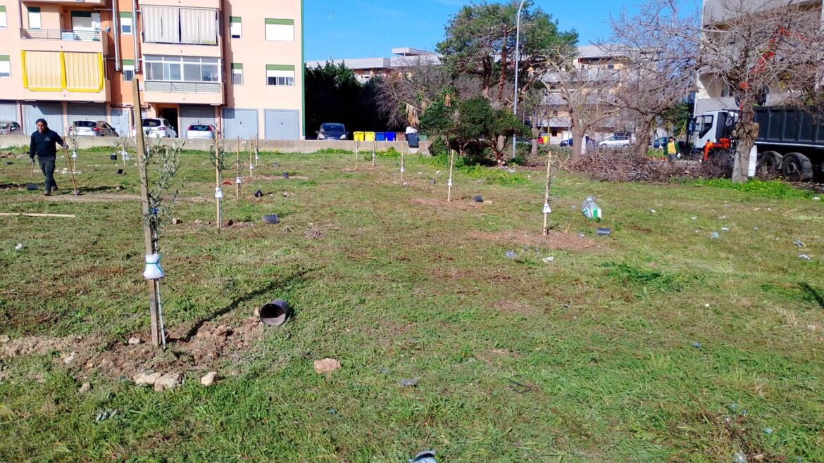 LECCE Nuovi alberi in città